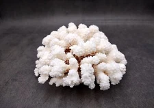 Brownstem White Cauliflower Coral Cluster (1 coral apprx. 6L x 3H x 5.5D inches)
