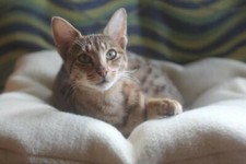 Lit rembourrée pour animaux, chien, chat, éco, bio, laine, confort, coussin,