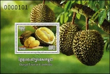 Durian fruit (Durio zibethinus) (393A) (MNH)