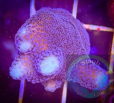 SAF~Purple Stylophora Coral Frag“WYSIWYG”, SPS, Live Coral Colony, Stylo