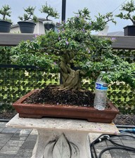 Blue Bell , Bonsai Tree.  At least 48 Years
