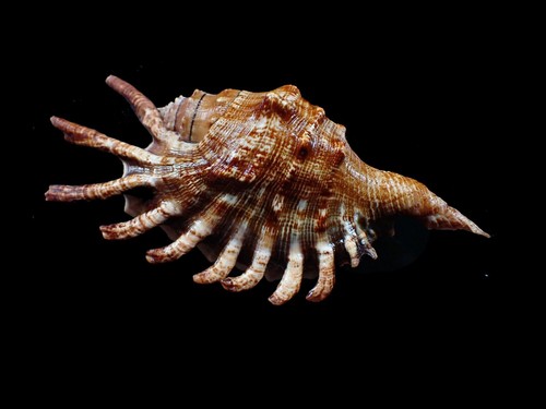 Tatskieshells - lambis milepeda 118--m;.m. f+++ - Picture 1 of 2