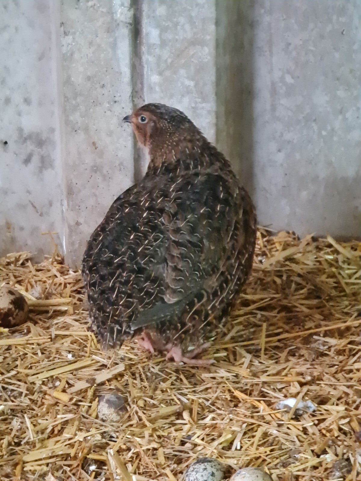 12 Jumbo Quail hatching eggs eBay