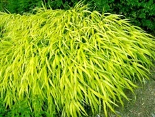 30 ALL GOLD JAPANESE FOREST GRASS SEEEDS - Hakonechloa macra ' All Gold '