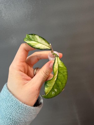 hoya crassipetiolata variegated water rooted cutting Variegated Hoya. Exact pla