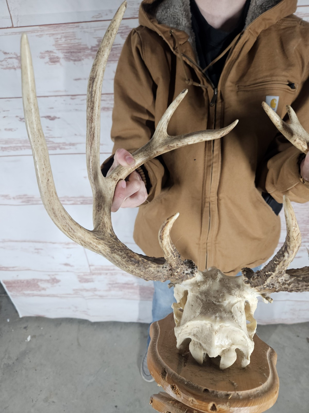 Wild 10 Point Whitetail Deer Antler Rack Horn Skull European Mount Man Cave 123"