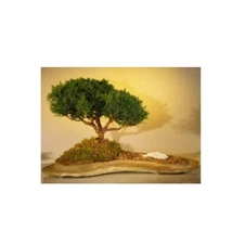 Shimpaku Juniper Bonsai Tree 10"H Planted on a Rock Slab Juniperus Chinensis