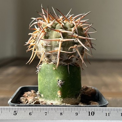 A13-571 Gymnocalycium riojense v. paucispinum, grafted