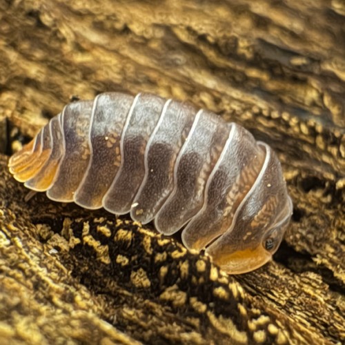 Isopod Factory 12+ Cubaris  Iriomotensis Miyako Isopods Bioactive  Clean Up Crew - Picture 3 of 10