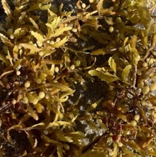 -CC- Live Sargassum ( Pseudo Kelp) Macroalgae 2-3” Frag Reef Tank Refugium