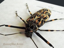 Harlequin Acrocinus Longimanus Real Beetle Framed Entomology Shadowbox
