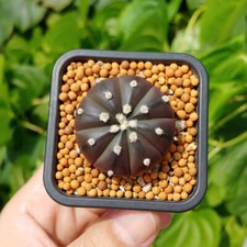 4cm Astrophytum Asterias Cactus Succulent Plants Home Beautiful Cactus Plants1pc