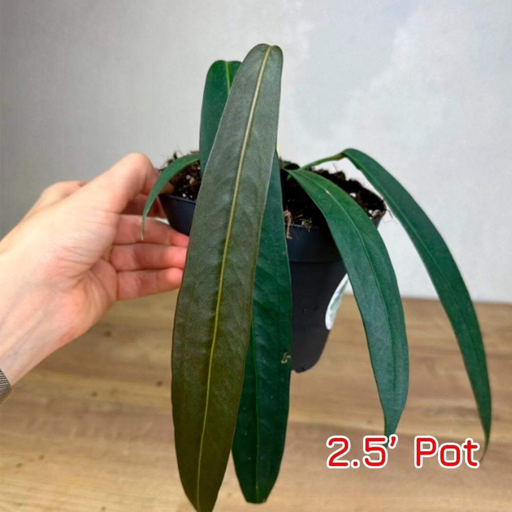 Anthurium Wendlingeri Live Houseplant Draping Rare Unusual Aroid 2.5'' Pot Size