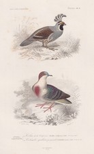 Callipepla Californica Quaglia Polli Uccelli Stampa In Acciaio Orbigny 1861