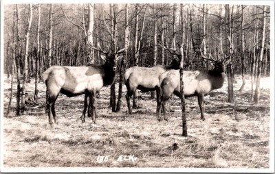 Bull Elk in Aspen Woods Banff National Park by Byron Harmon #195 RPPC c.1920-40