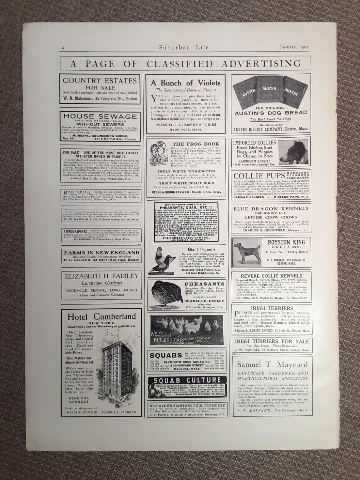 1907 TIFFANY & Co. SILVER Magazine AD~AUSTIN BISCUIT~Boston Area DOG KENNELS