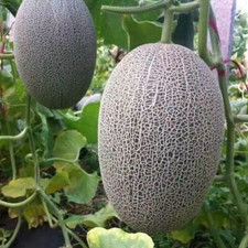 80 HONEY ROCK CANTALOUPE SEEDS- MELON - HEIRLOOM - ORGANIC - NON-GMO