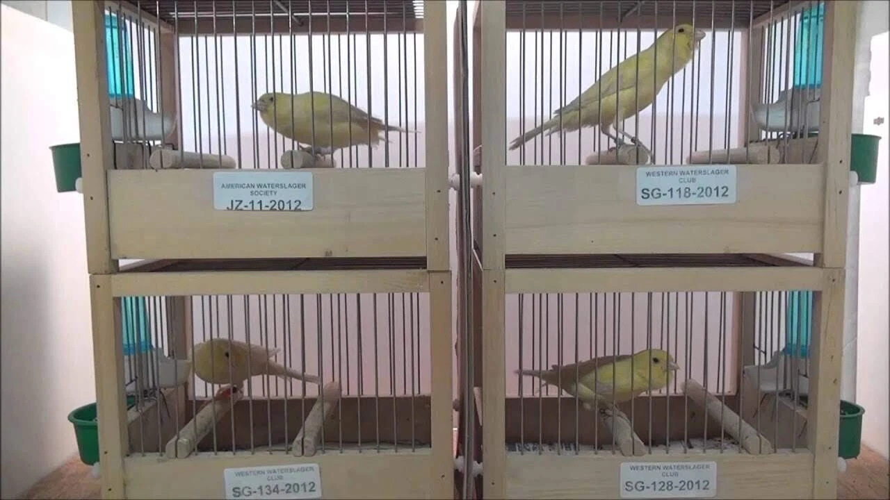 Song Canary Bird Training Cage
Opens in a new window or tab