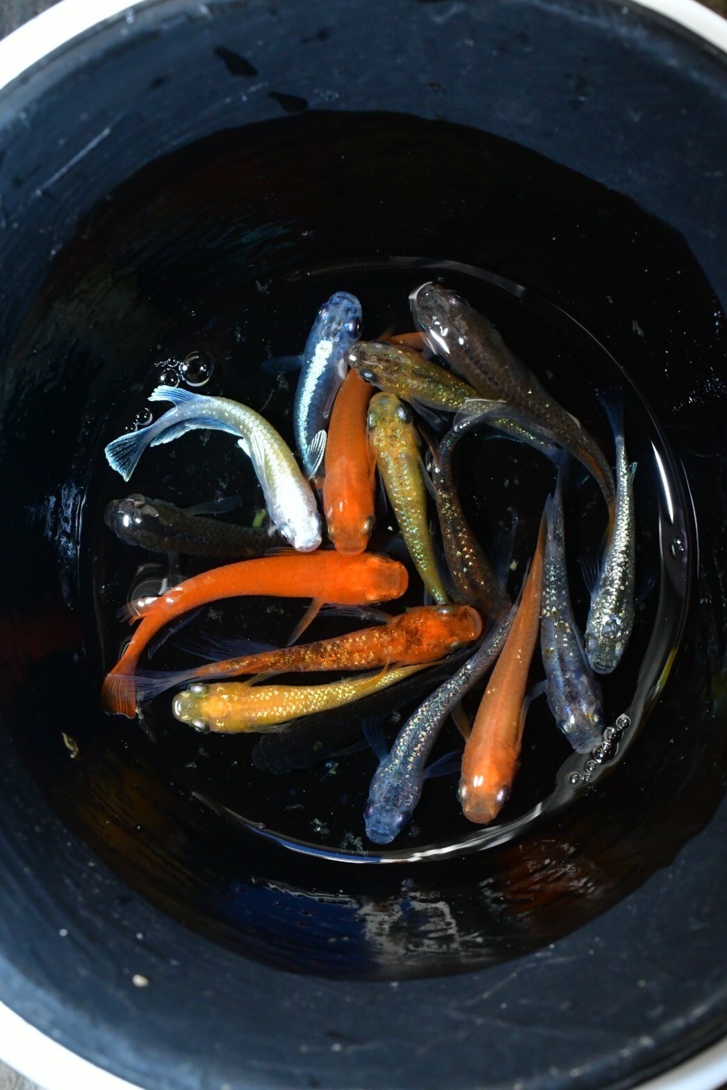 MIX medaka rice fish eggs 30+α [ミックス] made in Japan Killifish ① eBay