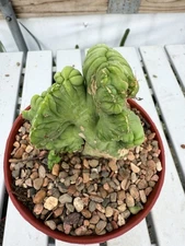 bridgesii monstrose Cristata Pen15 CactusTricho 6” Pot