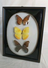 3 Real Taxidermy Trio Butterflies Domed Glass Framed Wall Decor Brazil 8"x10"