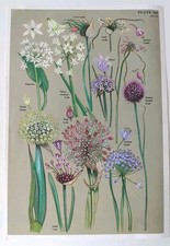 Botanical Print Vintage Allium Bluebell Garlic Hyacinth Herbs Kitchen Wall