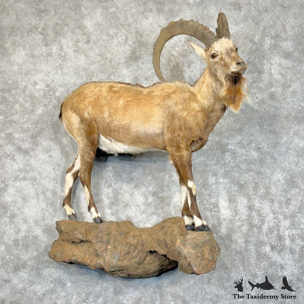 28844 WC | Nubian Ibex Life-Size Taxidermy Mount For Sale | eBay