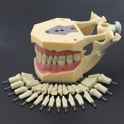 Typodont Dentaire Frasaco AG3 - Modèle 32 Dents Amovibles à Visser - Pour Pratique Dentaire - Neuf