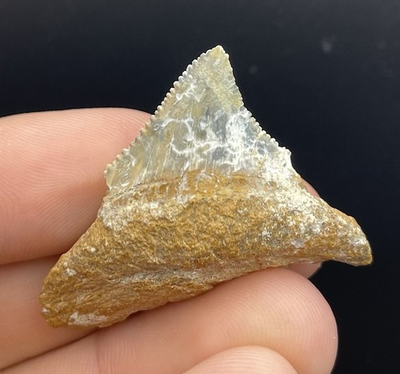 #ad MEGALODON SHARK TOOTH RARE COLORS FLORIDA 1.6” NO REPAIRS $29.25