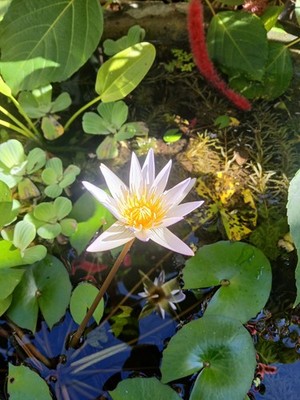 Photograph Beautiful Sri Lanka Lotus Flower  Photo Image Nature  Picture Print