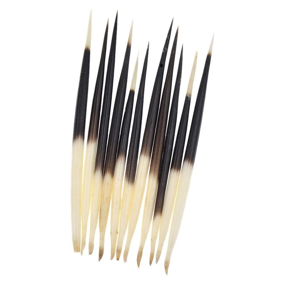 10pcs Porcupine Quills Hair Stick Weaving Beading Jewelry Craft DIY Fish Float - Image 2 of 4