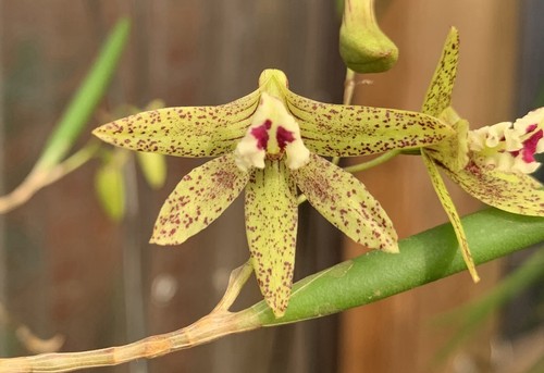 Orchids Dockrillia Grumpy Ladies ‘Pinky’ x Tamara ‘JD Spot’ Seedling 100mm Pots - Picture 2 of 4