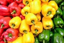 PREMIUM Sweet Rainbow Bell Pepper Seeds NON-GMO | Heirloom | Fresh Garden Seeds