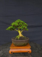 Actual plant Bonsai serissa japonica bonsai tree - mame bonsai natural style