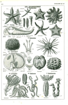 Altes Dokument Zoologie Die Stachelhäuter aus dem Buch von 1953