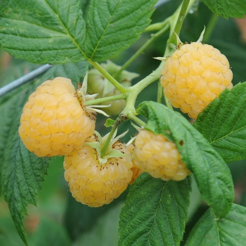Golden Raspberry Plant
