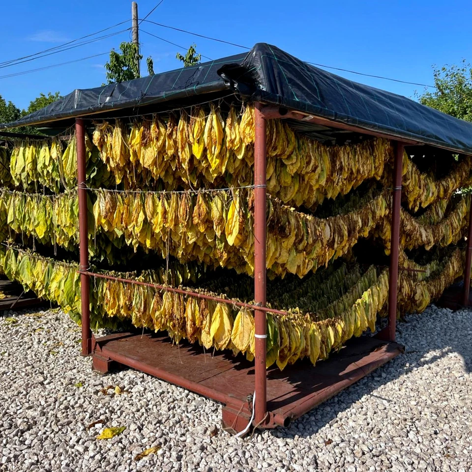 Burley Tabakblätter Rohtabak Naturtabak Tabak Premiumqualität Deko - Bild 4 von 4