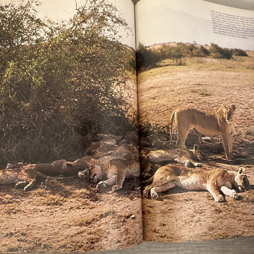 The love of Big Cats - Picture 11 of 14