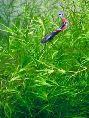 Guppy Grass Najas guadalupensis Pond Plant Water Purifier Fish