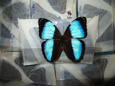 LOT OF 10 BLUE MORPHO ACHILLES A1 UNMOUNTED WINGS CLOSED FROM PERU 