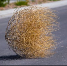 Tumbleweed Tumble Weeds Tumbleweeds West Texas Russian Thistle 17” -  20”