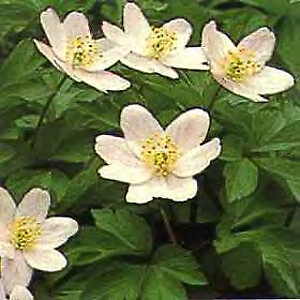 Anemone japonica hupehensis 250 seeds | eBay