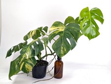 Monstera Aurea Tricolor - Approx 2ft Tall - Mature Exact