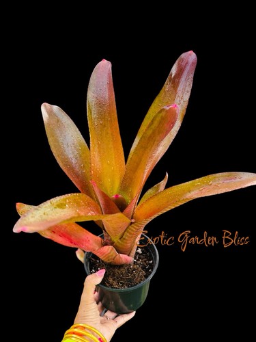 Neoregelia johannis ‘Red’ – Giant Sun Lover | Intense Scarlet Color | 18” Tall - Picture 5 of 8