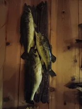 3 fish stringer of largemouth bass taxidermy