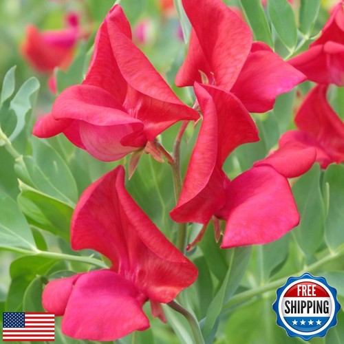 300+ Perennial Pink Lathyrus Odoratus Flower Plant Seed Outdoor-Sweet Peas Vi - Picture 3 of 5