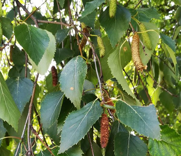 ABEDUL Betula Pendula 350 bonsai semillas - seeds