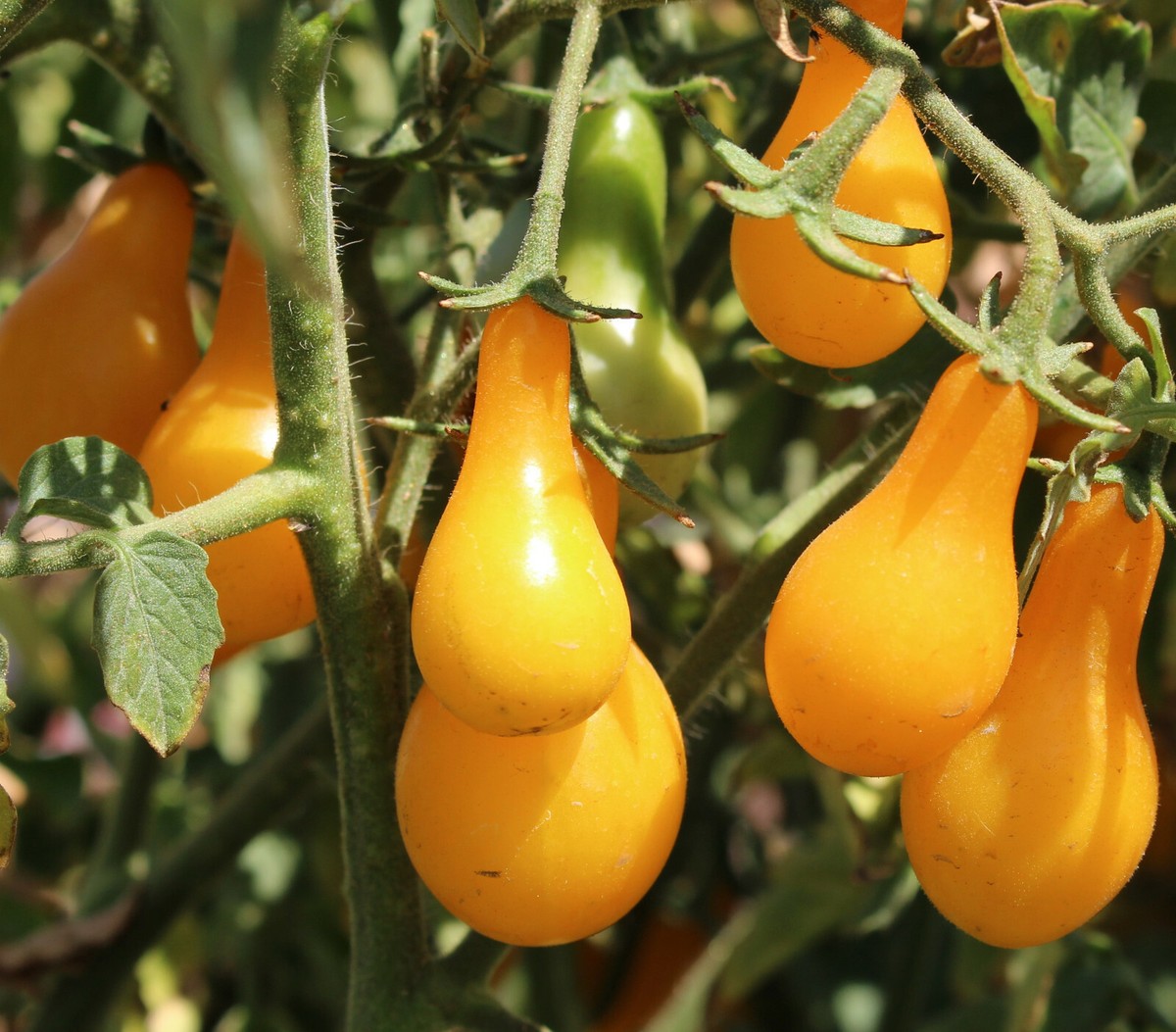 ミュージシャン tomato Tomato – Sai Cosa Sento Per Te Vinyl 7