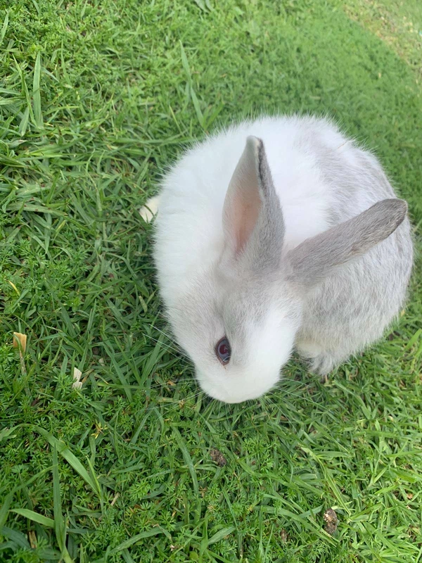 Baby Rabbit For Sale Rabbits Gumtree Australia New South Wales Sydney Region 1254436731