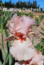 X3 Tall Bearded Iris Rhizomes "BLUSHING DUCHESS" ~ FREE SHIPPING
